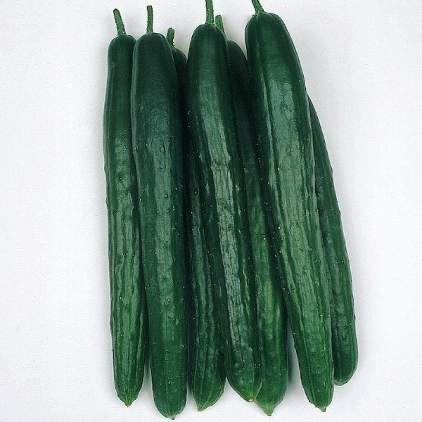 種 野菜たね キュウリ 節成白いぼきゅうり 1袋（1ml）