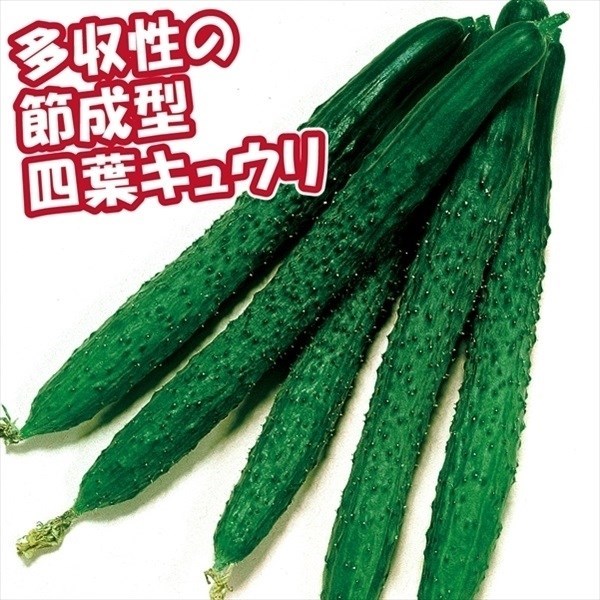 種 野菜たね キュウリ F1よくなりスーヨー 1袋(1ml)