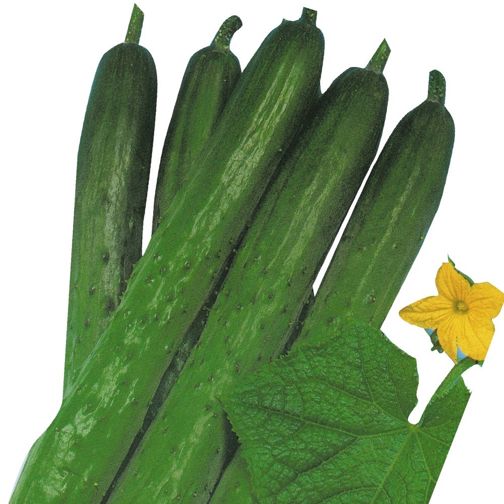 種 野菜たね キュウリ F1豊産きゅうり 1袋(1ml)