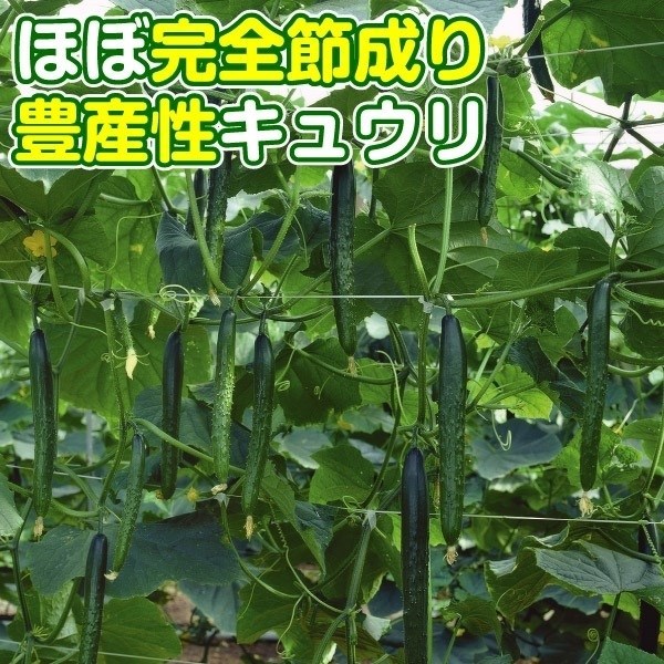 種 野菜たね キュウリ F1極成きゅうり 1袋(0.5ml)