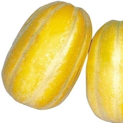 種 野菜たね マクワウリ 銀泉マクワ瓜 1袋（1ml）