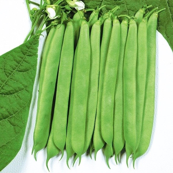 種 野菜たね インゲン 平莢豊作インゲン 1袋（30ml）