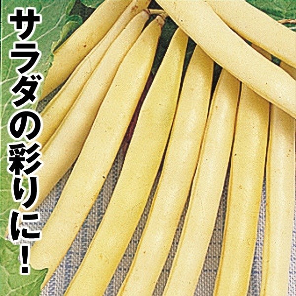 種 野菜たね インゲン 黄莢インゲン 1袋（20ml）