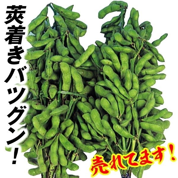 種 野菜たね 枝豆 白鳥枝豆 1袋（30ml）