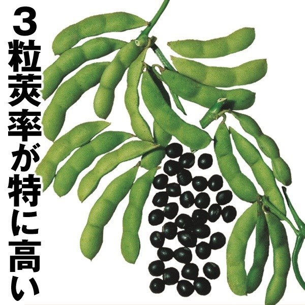 種 野菜たね 枝豆 黒太郎エダマメ 1袋（30ml）