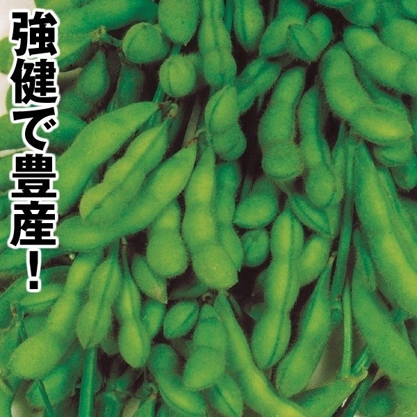 種 野菜たね 枝豆 あじまつり 1袋（30ml）