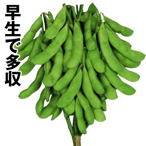 種 野菜たね 枝豆 極早生緑 1袋（30ml）