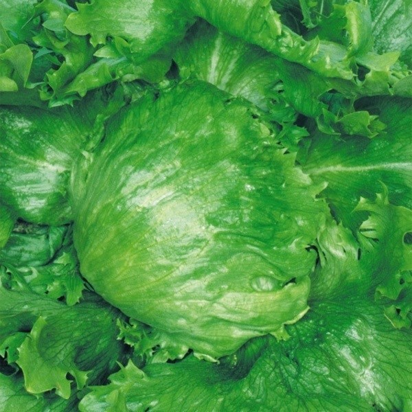 種 野菜たね レタス レタスピーク 1袋（3ml）
