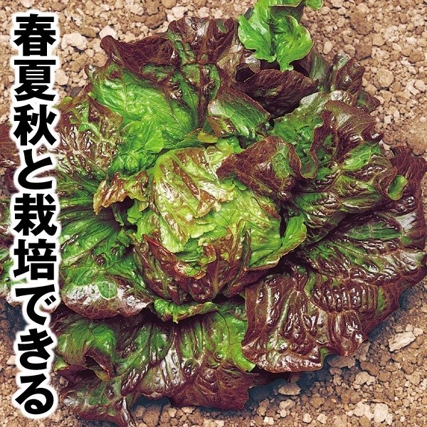 種 野菜たね レタス サマーワンダフル 1袋（3ml）