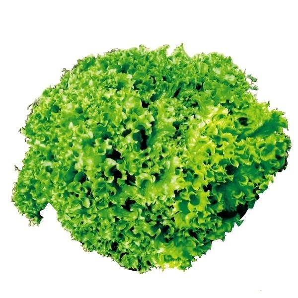 種 野菜たね レタス ロログリーン 1袋（2ml）