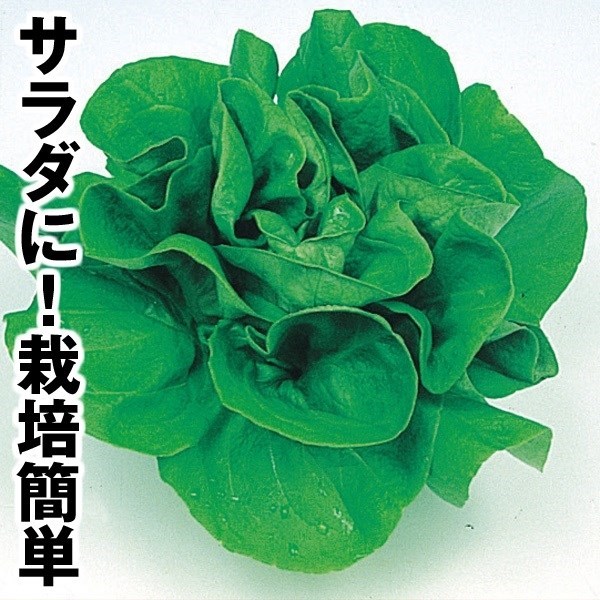 種 野菜たね レタス サラダ菜 1袋（5ml）