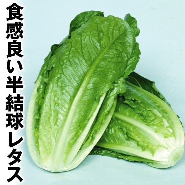種 野菜たね レタス コスレタス 1袋（1.5ml）