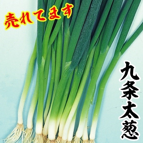 種 野菜たね ネギ 九条太葱 1袋(8ml)