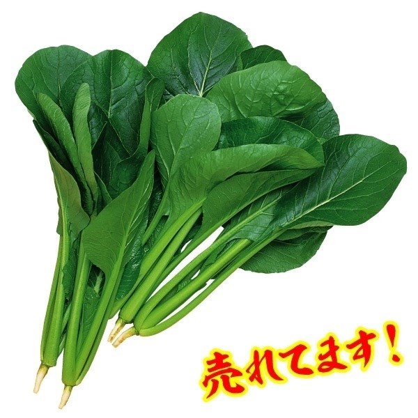 種 野菜たね 健康野菜 F1丸葉小松菜 1袋（6ml）