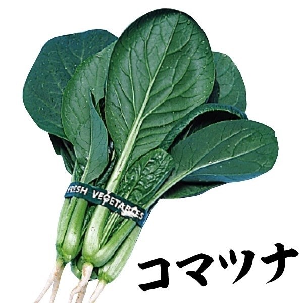 種 野菜たね 健康野菜 丸葉小松菜 1袋（10ml）