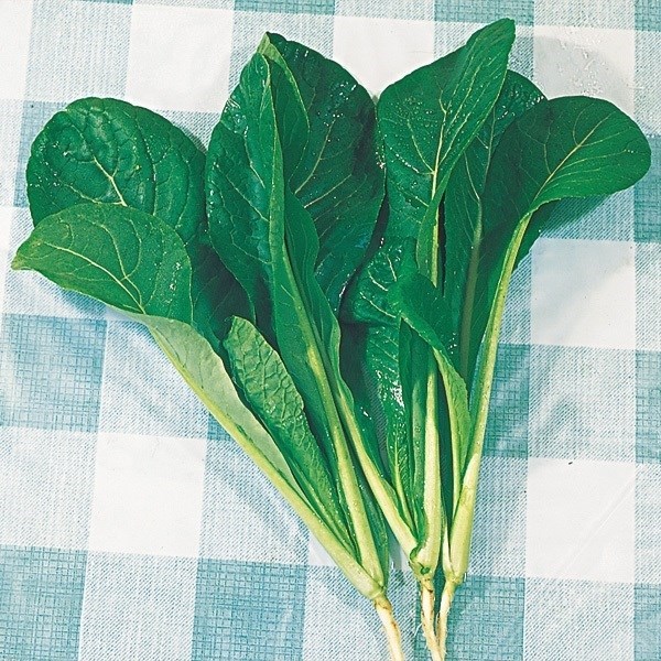 種 野菜たね 健康野菜 早生小松菜 1袋（10ml）