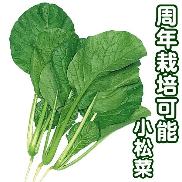 種 野菜たね 健康野菜 F1大優小松菜 1袋（5ml）