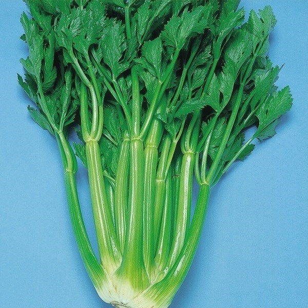 種 野菜たね 健康野菜 スーパーセルリー 1袋(3ml)