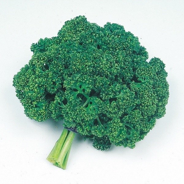 種 野菜たね 健康野菜 パセリー 1袋(6ml)