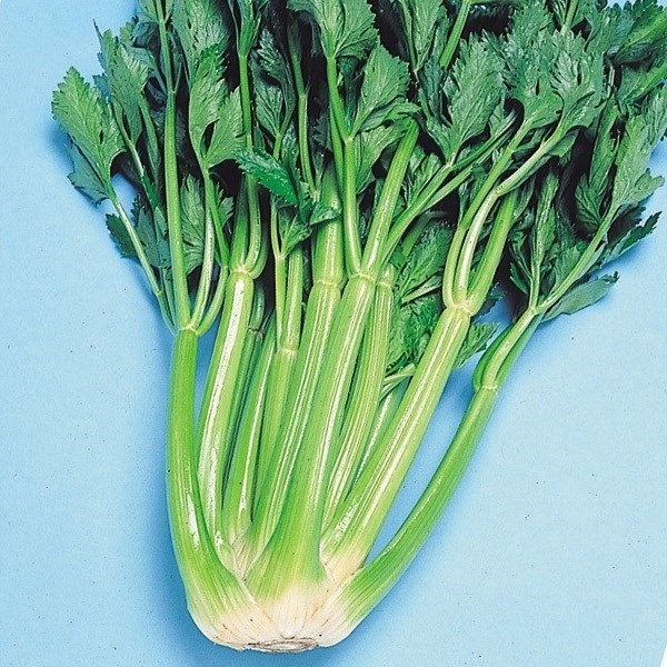 種 野菜たね 健康野菜 セルリー 1袋(5ml)