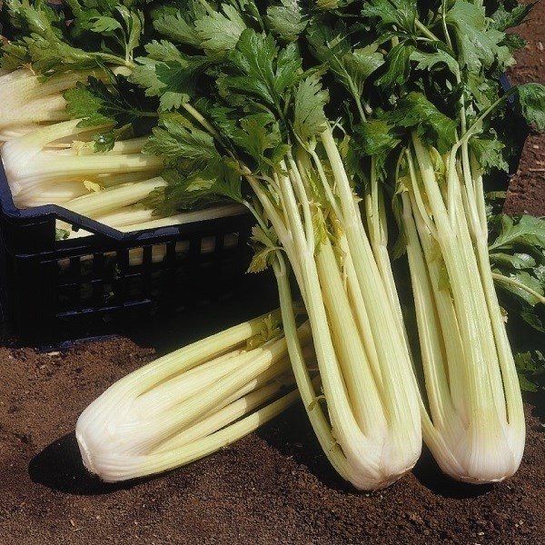 種 野菜たね 健康野菜 ゴールデンセロリ 1袋（5ml）