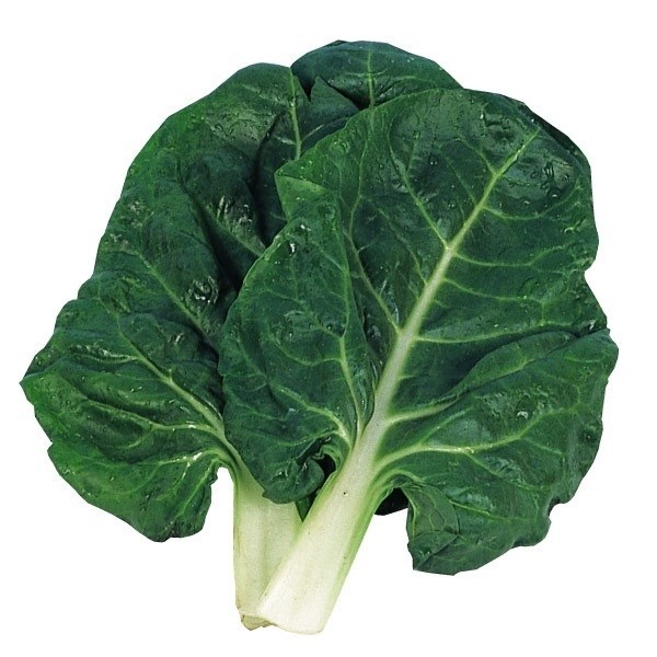 種 野菜たね 健康野菜 うまい菜 1袋（15ml）