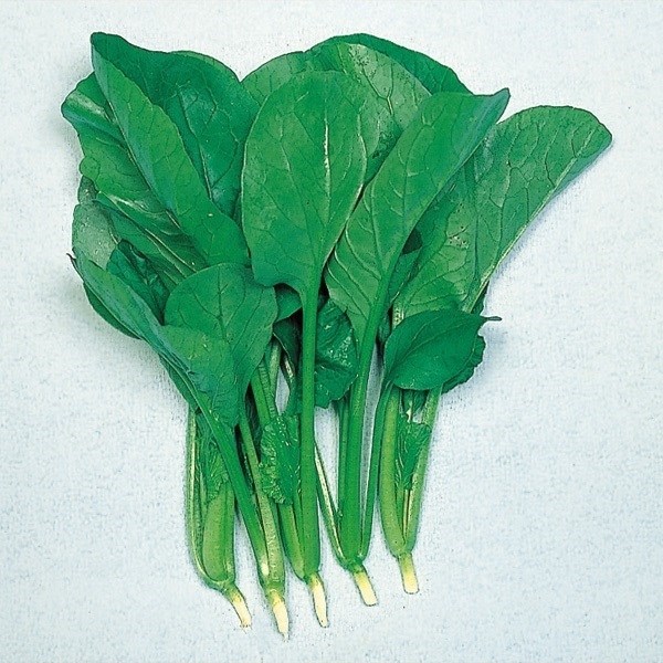 種 野菜たね 健康野菜 黒葉小松菜 1袋（10ml）