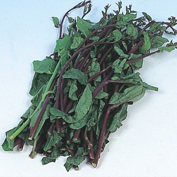 種 野菜たね 健康野菜 ツルムラサキ（緑茎） 1袋(4ml)