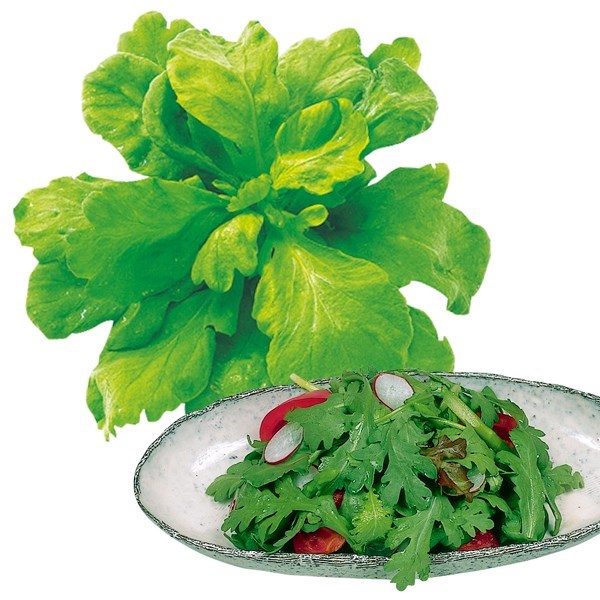 種 野菜たね 健康野菜 大葉サラダ春菊 1袋（20ml）