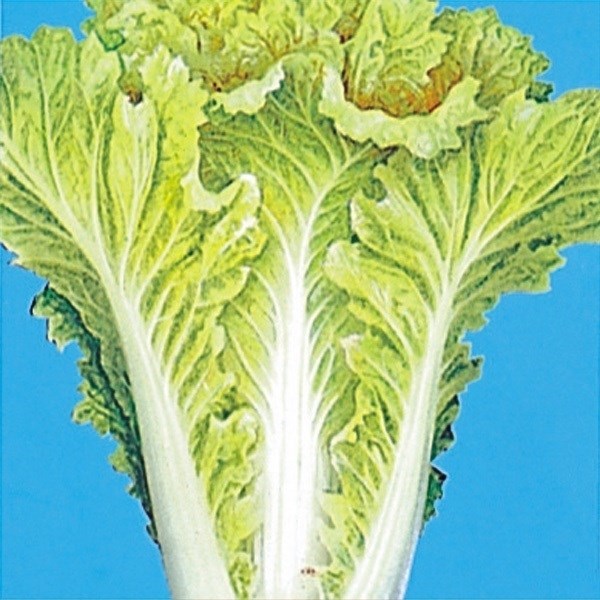 種 野菜たね 健康野菜 黄葉山東菜 1袋（10ml）