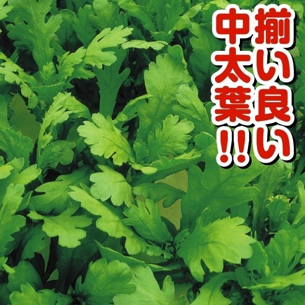 種 野菜たね 健康野菜 極早生春菊 1袋（20ml）