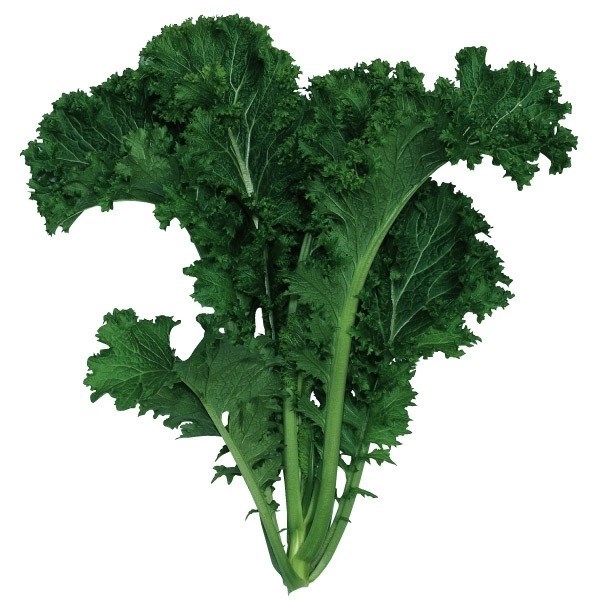種 野菜たね 健康野菜 ちりめん葉からしな 1袋（5ml）