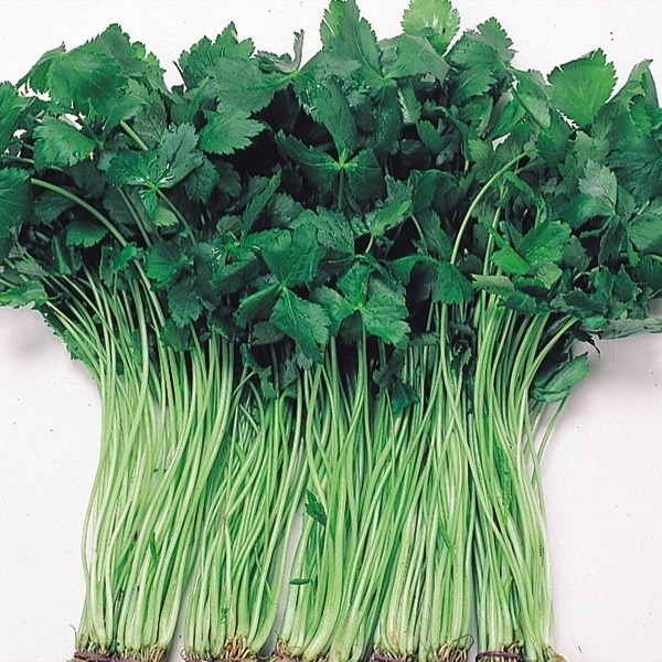 種 野菜たね 健康野菜 三ツ葉 白茎 1袋（8ml）