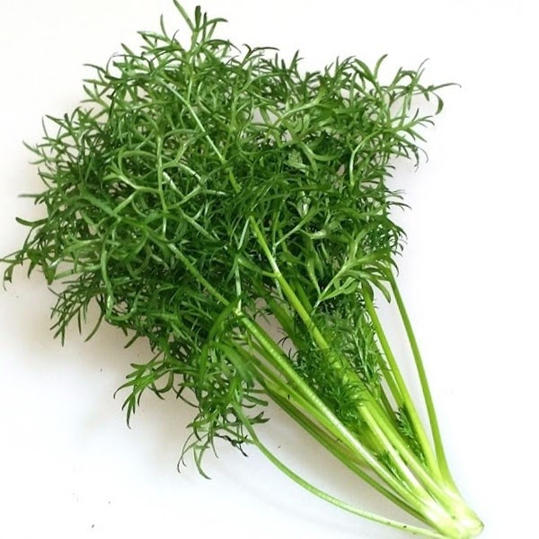 種 野菜たね ユニーク野菜 ナリー パクチー 1袋（5ml）