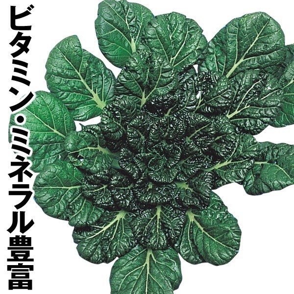 種 野菜たね 世界の野菜 タアサイ 1袋（10ml）