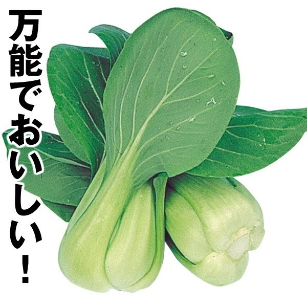 種 野菜たね 世界の野菜 チンゲンサイ 1袋（10ml）