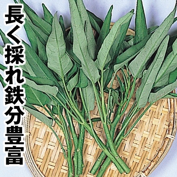種 野菜たね 世界の野菜 エンサイ (空芯菜R) 1袋(10ml)