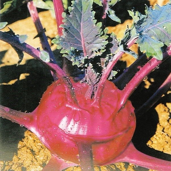 種 野菜たね 世界の野菜 紫コールラビー甘藍 1袋（3ml）