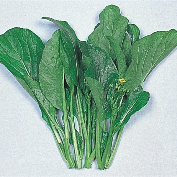 種 野菜たね 世界の野菜 サイシン 1袋(4ml)