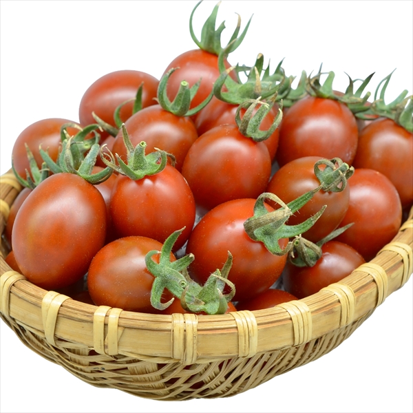 種 野菜たね トマト F1チョコポップ 1袋（8粒）