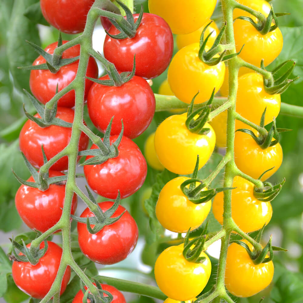 種 野菜たね トマト F1CFプチぷよ赤・黄2色セット 2種2袋