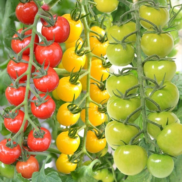 種 野菜たね トマト F1CFプチぷよ赤・黄・緑3色セット 3種3袋