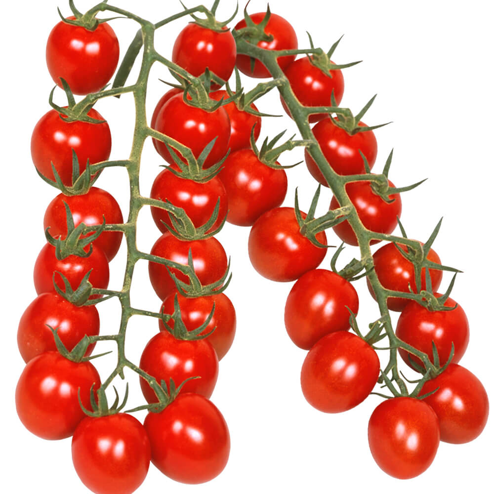 種 野菜たね トマト F1こくうまチェリー 1袋（30粒）