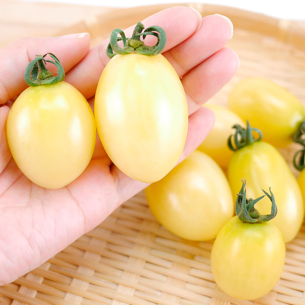 種 野菜たね トマト F1 TYプリモホワイト 1袋（6粒）