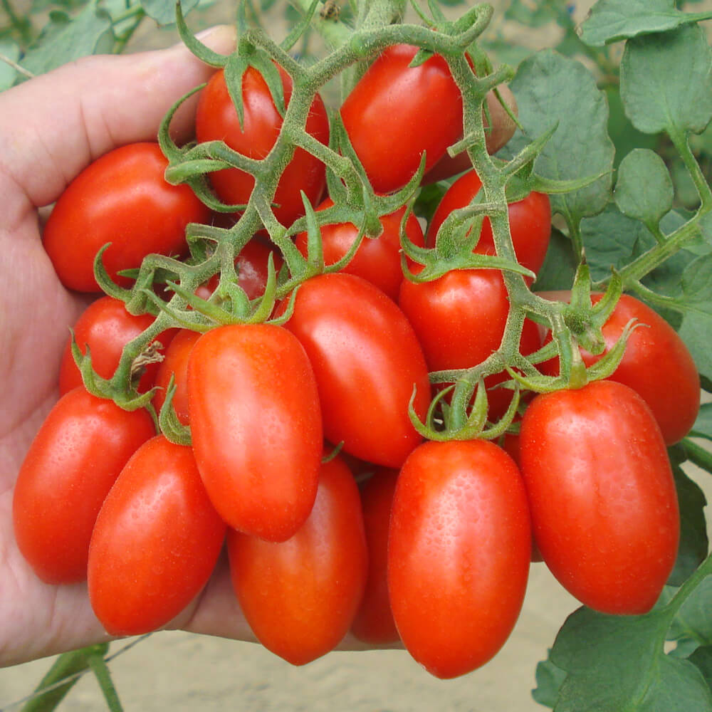 種 野菜たね トマト F1豊産あま娘 1袋（8粒）