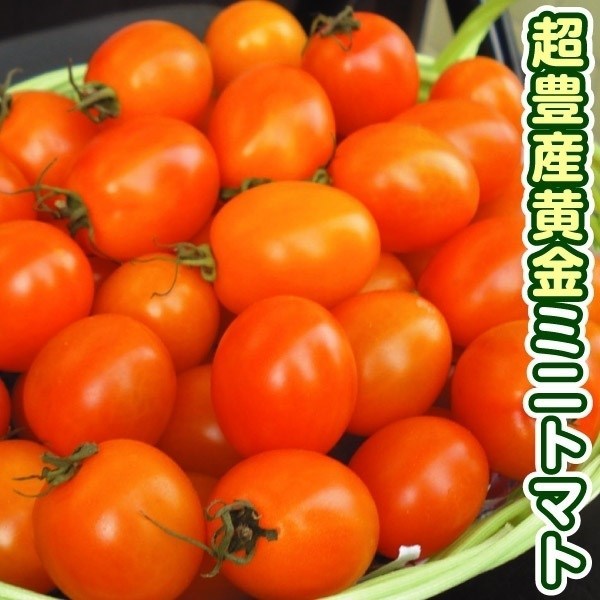 種 野菜たね トマト F1ゴールデンハニー 1袋（10粒）