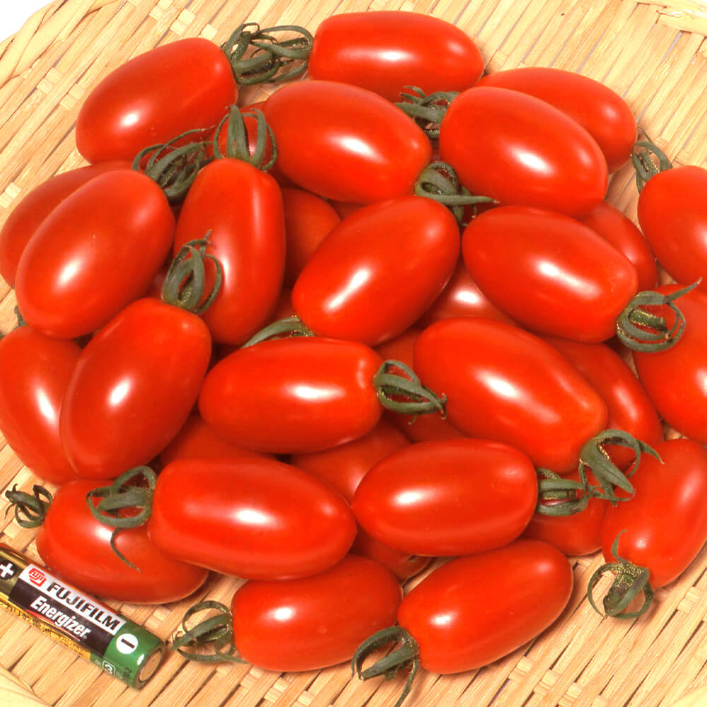 種 野菜たね トマト F1アイコ 1袋（10粒）