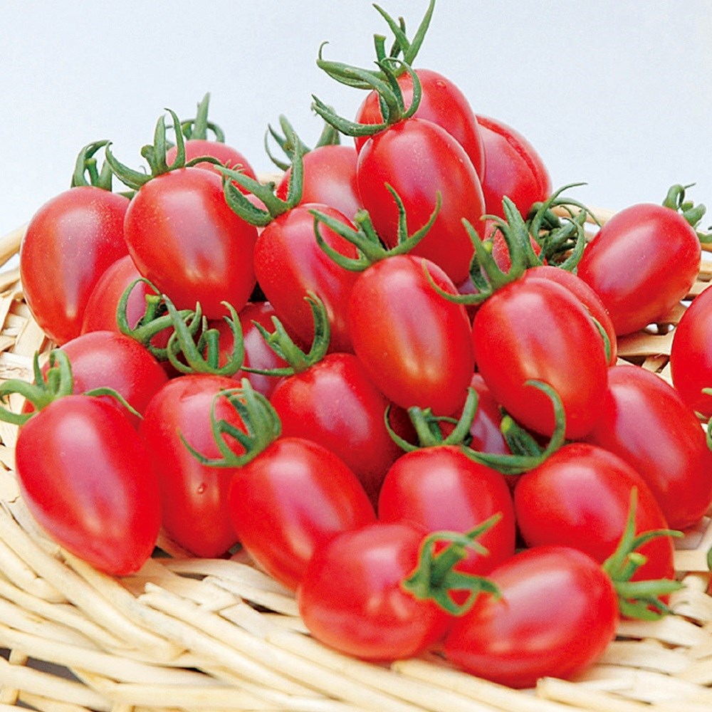 種 野菜たね トマト F1サクラハニー 1袋（8粒）