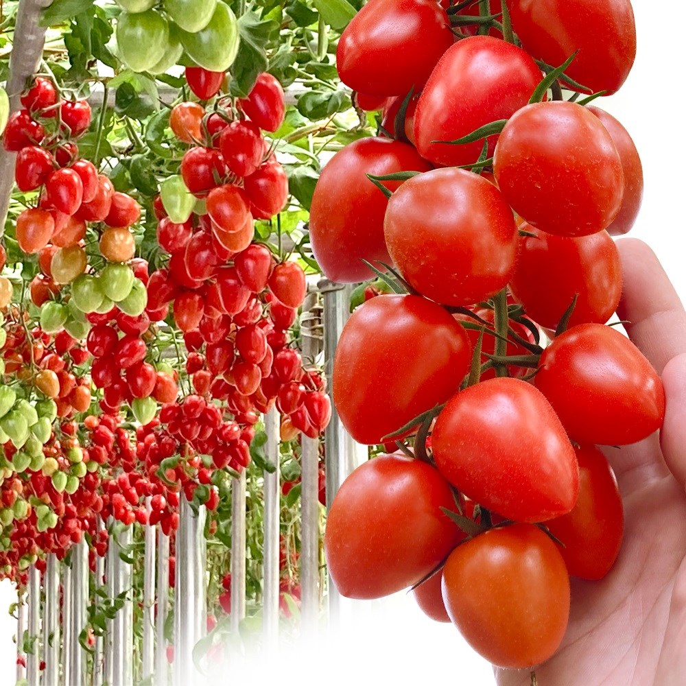 種 野菜たね トマト F1トマトベリー（R） 1038 1袋（6粒）