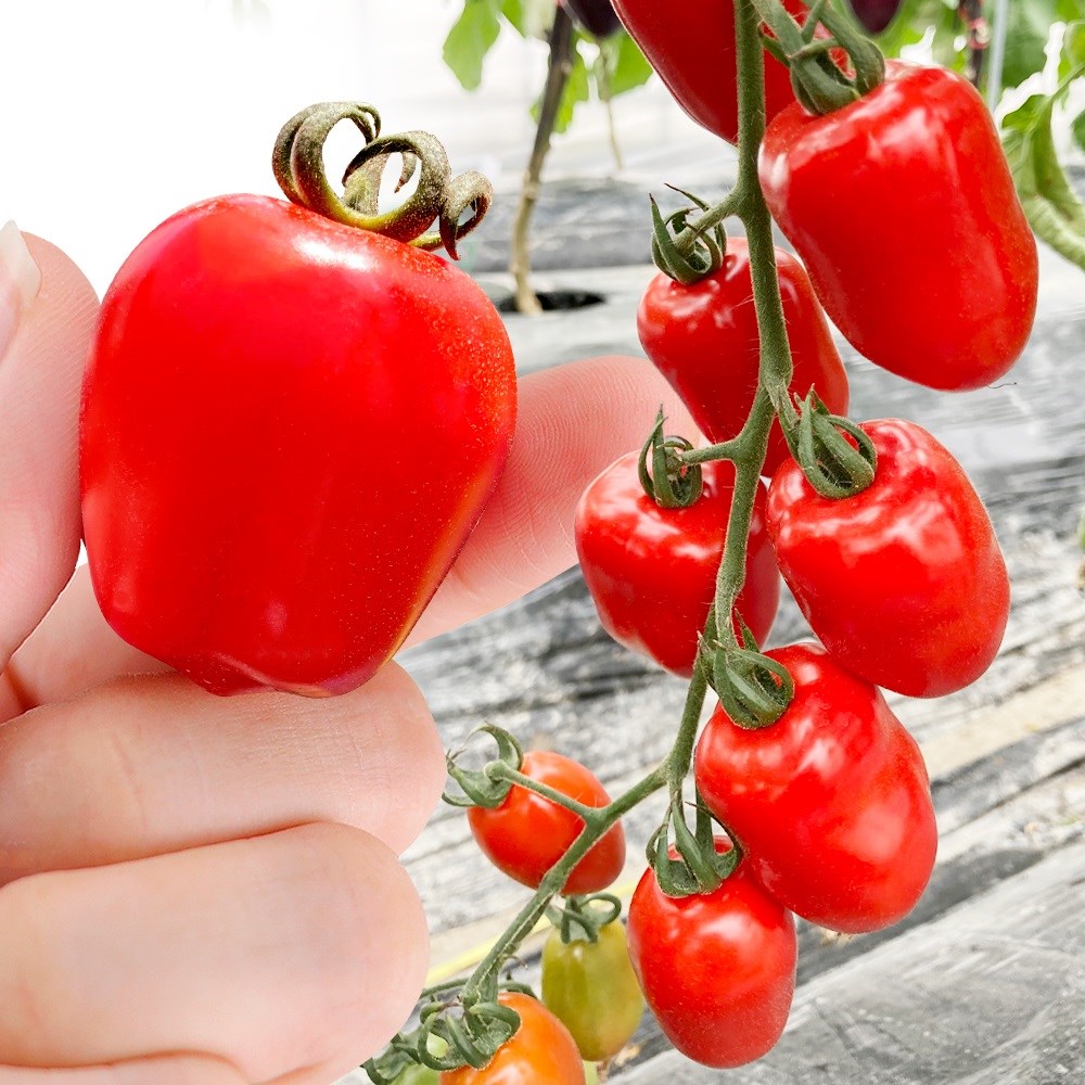 種 野菜たね トマト F1アップルベリー 1袋（8粒）